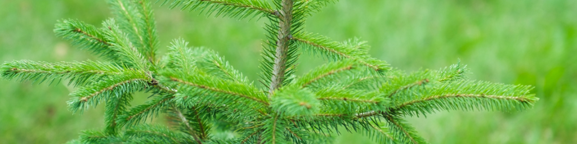 Tree Planting Guide